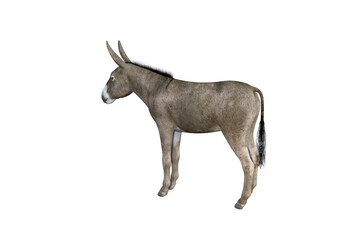 Photo-realistic illustration of the donkey with different poses and angles. 3D rendering illustration.