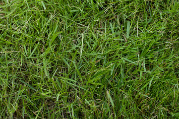 The texture of a green lawn with overgrown and slightly dried grass