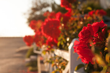 Fototapeta na wymiar Bright red roses against a white fence with a blurry background at sunset