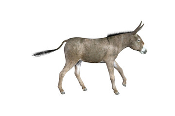 Obraz na płótnie Canvas Photo-realistic illustration of the donkey with different poses and angles. 3D rendering illustration.