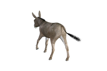 Photo-realistic illustration of the donkey with different poses and angles. 3D rendering illustration.