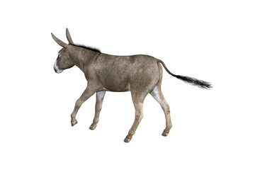 Photo-realistic illustration of the donkey with different poses and angles. 3D rendering illustration.