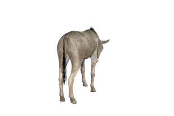 Photo-realistic illustration of the donkey with different poses and angles. 3D rendering illustration.