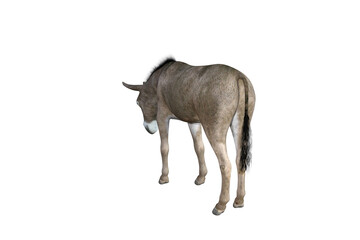 Photo-realistic illustration of the donkey with different poses and angles. 3D rendering illustration.