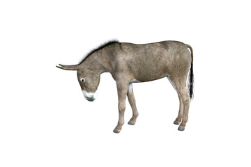 Obraz na płótnie Canvas Photo-realistic illustration of the donkey with different poses and angles. 3D rendering illustration.