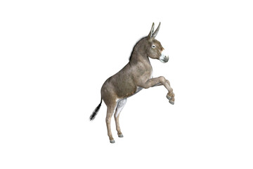 Photo-realistic illustration of the donkey with different poses and angles. 3D rendering illustration.