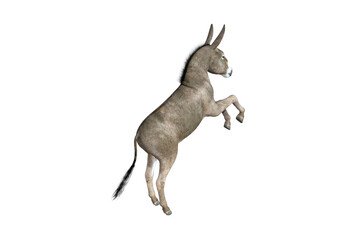 Photo-realistic illustration of the donkey with different poses and angles. 3D rendering illustration.