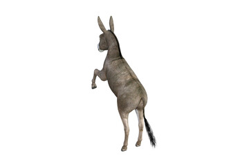 Photo-realistic illustration of the donkey with different poses and angles. 3D rendering illustration.