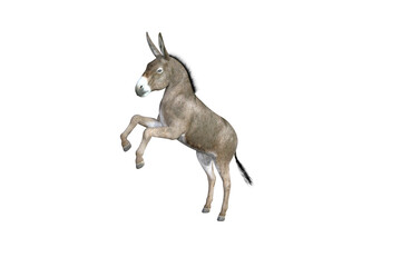 Photo-realistic illustration of the donkey with different poses and angles. 3D rendering illustration.