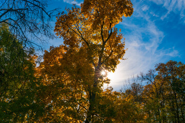 Fototapeta na wymiar Sunbeam in autumn forest and blue sky