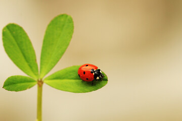 Ladybug on a shamrock with gray or brown background, selective focus.
