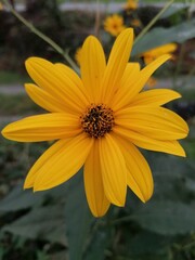 Fiore giallo di Tobinambur (Helianthus tuberous) in primo piano..Comunemente chimato fiore di patata americana o carciofo di Gerusalemme.