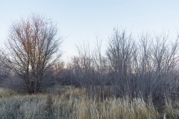 Late autumn trees, dry grass and fallen leaves in the open air. Autumn nature. Calm and natural background, pastel colors.