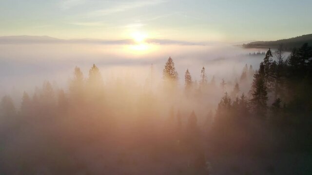 Sunbeams in the misty forest. Beautiful view of pine mountain forest in the morning. Sunbeams in the fog, foggy sunny mountain valley, sea of clouds to the horizon