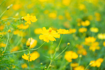 Sulfur Cosmos or Yellow Cosmos flower blooming in the field. Plant with colorful petals and green leaves on natural blurred background, selective soft focus