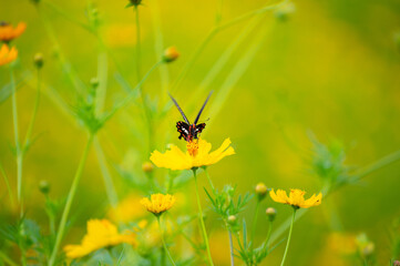 Sulfur Cosmos or Yellow Cosmos flower blooming in the field. Plant with colorful petals and green leaves on natural blurred background, selective soft focus
