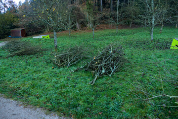 abgeschnittene Äste vom Apfelbaum liegen auf einer Wiese im Herbst