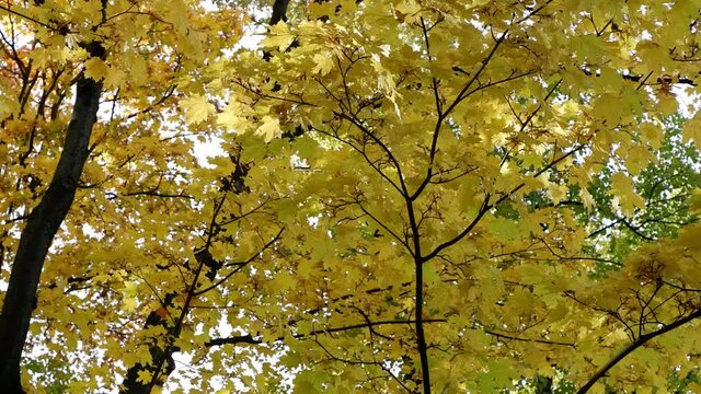 Yellow autumn leaves of trees are moving Blue sky background.