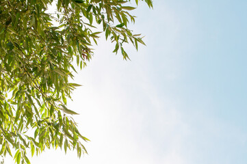 green tree leaves in the upper-left corner of the frame on a blue sky background with space for text