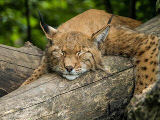 Schlafender Luchs auf einem Baumstamm
