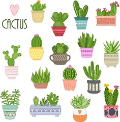 Cactus plant. Cactus in a pot. Decorative flowers. Isolated on a white background.