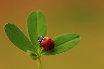 Ladybug, ladybird on a green shamrock with green or pink background, selective focus.