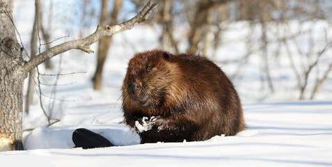 beaver in snow during winter © karlumbriaco