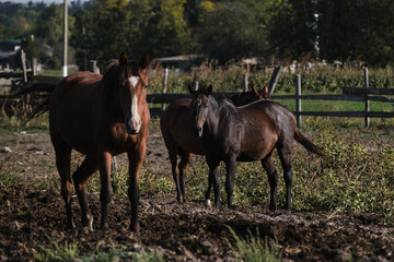 Country life in fresh air and horse farm with thoroughbred stallions. Brown horse with white spot on its head stands and looks carefully ahead. Two horses behind together. Cattle grazing.