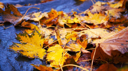 Herbstblätter in tollen Farben