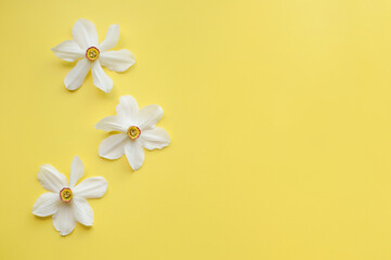 three daffodil flowers on a yellow background with space for text