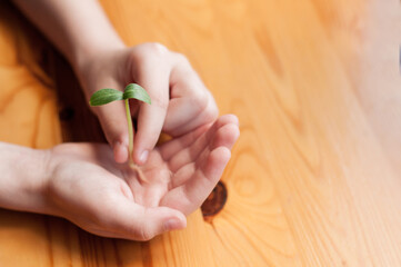 a green sprout in the hands of a child on the background of a wooden table top with a place for text