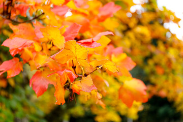 Fototapeta na wymiar Autumn forest background. Vibrant color tree, red orange foliage in fall park.