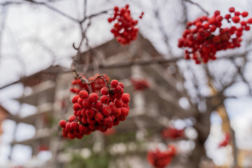 Red rowan berries after frost sweet on the background of a green Christmas tree in the city