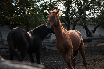 Fototapeta premium Country life in fresh air and horse farm with thoroughbred stallions. Two beautiful adult horses are fighting or playing behind fence. Brown and black brothers stallions.
