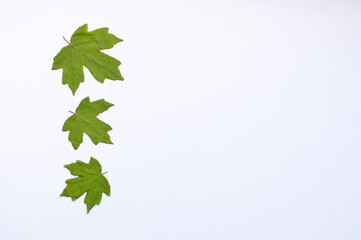 three green maple leaves on a white background