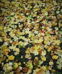 autumn leaves on the ground