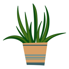 House plant design. Vector illustration.