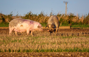landrace pigs in a free range pen, Wiltshire UK 