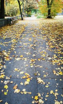 autumn leaves on the road 