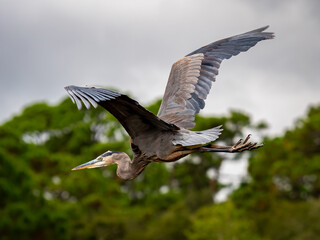 great blue heron flying through the trees