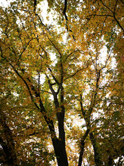 Fototapeta premium autumn trees in the park