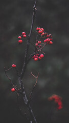 red autumn leaves
