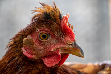 gallina ponedora, gallo, gallina