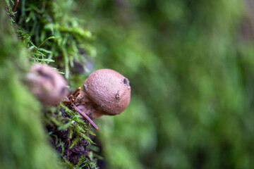 mushroom in the forest