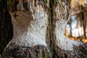 beaver marks on tree - obrazy, fototapety, plakaty