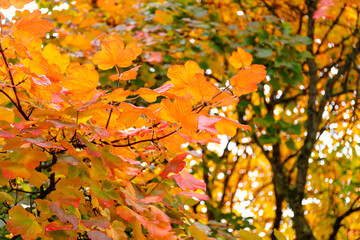 Autumn forest background. Vibrant color tree, red orange foliage in fall park.