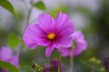 Die großen, zarten Blüten der Schmuckkörbchen (Cosmos bipinnatus) zaubern eine freundliche...