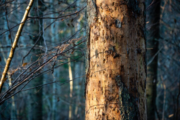 tree trunk in the forest; European spruce bark beetle damage on tree - obrazy, fototapety, plakaty