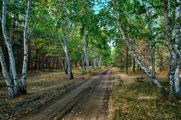 Fototapeta na wymiar Road passing through a birch and pine forest.