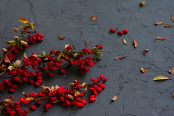 Barberry twigs with little red ripe berries on grey stone textured backdrop. Copy space. Spice for meal. Concept of autumn fall coming